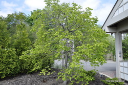 Carpinus betulus Pendula — photo 3